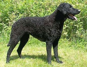 curly coated retrivr.jpg